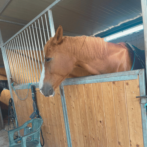 Cavallo nel maneggio Equestrian